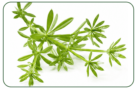 Cleavers