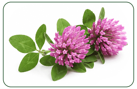 Red Clover
