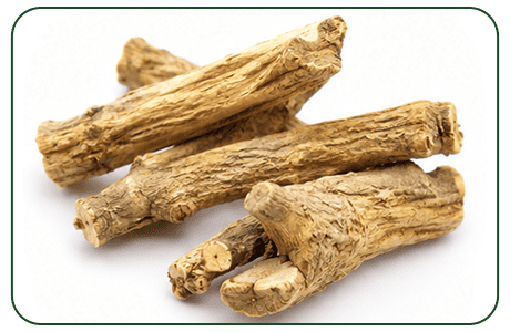 Stillingia Root